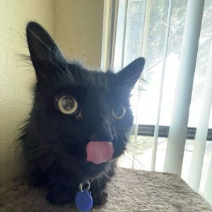 Meet your Posher, Lily